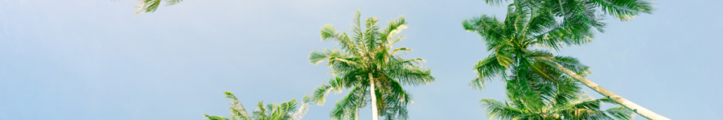 florida-palm-trees